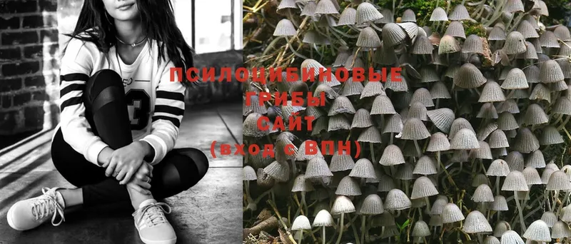 Псилоцибиновые грибы MAGIC MUSHROOMS  купить   Петропавловск-Камчатский 